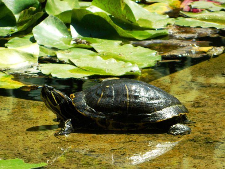 Trachemys da identificare